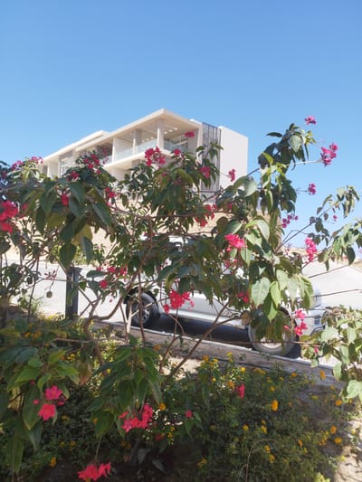 The image depicts a scene in Ras Abu Soma, Egypt, featuring a bush with red flowers in the foreground. Behind the bush, a white vehicle is partially visible. A modern building with balconies is situated in the background under a clear blue sky. A variety of yellow flowers grow near the base of the red flower bush.
