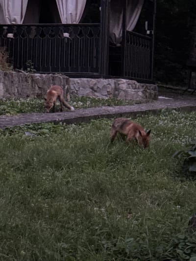Two foxes are visible in the image, one on a paved path and another in the grass. The fox on the path is facing away from the viewer, with its tail raised, and appears to be sniffing the ground. The fox in the grass is facing toward the left side of the image and is also sniffing the ground. Both foxes have reddish-brown fur and bushy tails. They are in a grassy area with some small white flowers. In the background, there is a stone wall and a dark-colored structure with a decorative railing, possibly a gazebo or a porch. The overall scene appears to be outdoors, possibly in a park or a backyard, and the lighting suggests it might be dusk or early morning. The specific location in Voronov, Russia, is not discernible from the visual information alone.