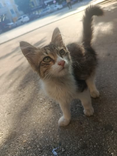 A small, fluffy kitten with tabby markings, white chest, and green eyes stands on an asphalt surface. The kitten is looking upwards and to its left. Its tail is held high and fluffy. The background is blurred, showing a street scene with buildings and vehicles. Sunlight casts shadows on the ground. The image appears to have been taken outdoors during the daytime, likely in the late afternoon or early morning due to the long shadows and warm lighting. The setting seems to be urban, possibly in Sumgayit, Azerbaijan, given the location context. There is no visible text in the image.