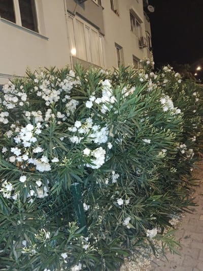 This media file shows a dense bush of white oleander flowers in front of a multi-story building. The building appears to be residential, with several windows visible on its beige facade. The image is taken at night, as indicated by the dark sky and artificial lighting reflecting off some of the windows. There are also air conditioning units visible on the building, suggesting it's a warm climate. The ground in front of the bush is a paved walkway with some scattered debris. A green metal fence post is partially visible within the foliage. The overall scene is peaceful and serene, with the white flowers providing a delicate contrast to the dark night and the modern building. The location context suggests this scene is in Karşıyaka, Turkey.