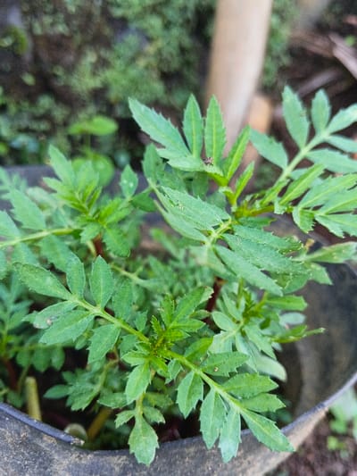 A close-up shows a vibrant green marigold plant, its leaves finely serrated and branching. A small, brownish insect rests on one of the leaves. The plant is growing in a dark gray or black plastic pot. The background includes some blurry green foliage and a light brown, cylindrical object, potentially a stick or pole. The plant appears healthy and well-lit.