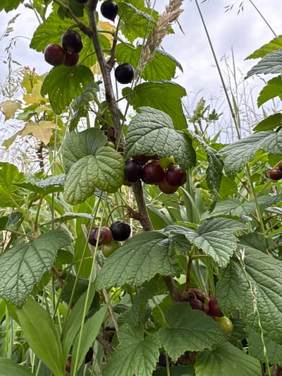A close-up, eye-level, vertical shot captures a cluster of blackcurrants on a branch, set against a slightly overcast sky and a backdrop of lush green foliage and tall grasses. The blackcurrants, varying in ripeness from a deep purple to a reddish hue, are clustered together, some appearing glossy, others matte. The leaves of the blackcurrant bush are a vibrant green, with serrated edges and a textured, veined surface. Sunlight filters through the canopy, creating subtle highlights and shadows. The environment suggests a natural setting, possibly a garden or a wild growth area. The image was taken in Wilczyce, Poland. There are no people or animals visible in the frame.