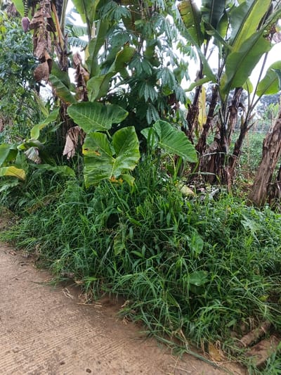 This image captures a lush, overgrown roadside scene in Nipa, Papua New Guinea, under what appears to be an overcast sky during daytime. The foreground features a concrete path or road section with a rough, striated texture, indicating a practical, unpolished construction.
Adjacent to the concrete is a dense band of tall, green grass and various wild plants, dominating the lower and central parts of the frame. Among this undergrowth are several large-leafed plants, most notably two prominent plants with broad, heart-shaped leaves, likely taro or a similar aroid species. Their leaves show some wear and tear, including small holes.
Behind the lower vegetation, a thick growth of tropical plants rises, forming a dense green wall. Several banana plants are visible, characterized by their tall, pseudo-stems and large leaves. Some banana leaves are vibrant green, while others are dried and brown, clinging to the stalks. In the upper left quadrant, a purple banana flower or bud hangs from one of the plants. Interspersed with the banana plants, particularly on the right side of the frame, are plants with distinct, deeply lobed or palmate leaves, characteristic of cassava. The overall impression is one of natural abundance and uncontrolled growth, typical of a tropical environment where vegetation quickly reclaims space. There is no human or animal activity, and no visible text in the image.