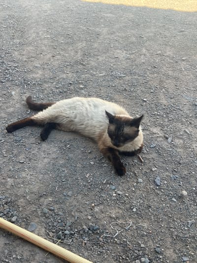 A light-colored cat with dark points is lying on a gravelly surface. The cat has dark ears, a dark face, and dark paws and tail. Its body is mostly a creamy white color. The gravel is a mix of grey and brown stones of various sizes. In the lower left corner of the image, a section of a yellow hose with red stripes is visible. The background is a blurred expanse of the same gravelly surface, suggesting an outdoor environment, possibly a dirt road or path. The scene appears to be outdoors in the city of Otuk, Kyrgyzstan.