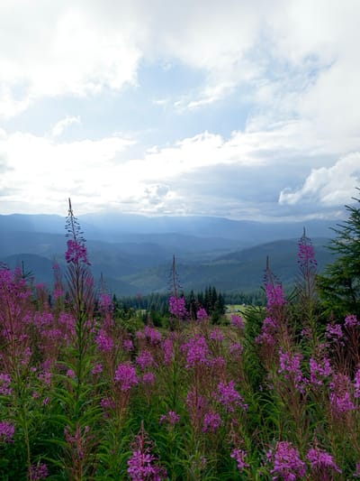 The image displays a mountainous landscape located near Vorokhta, Ukraine. The foreground is filled with a dense growth of tall, flowering purple plants, consistent with Fireweed (Chamaenerion angustifolium), featuring vibrant magenta blossoms atop green stalks. Beyond this floral field, a series of forested mountains and rolling hills extend into the distance, densely covered with dark green coniferous trees. These receding mountain ranges appear progressively lighter and bluer due to atmospheric perspective. The sky above is partly cloudy, characterized by bright white and light gray clouds, with visible patches of pale blue sky. No human figures or discernible actions are present within the scene.