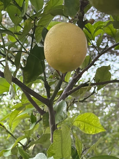 A close-up, eye-level shot focuses on a single, ripe yellow lemon hanging from a branch amidst green leaves. The lemon is positioned slightly off-center to the right, with its textured rind clearly visible. The surrounding foliage is lush and vibrant, with some leaves showing slight imperfections. The background is blurred, revealing a bokeh effect of light sources, suggesting an outdoor environment, possibly a garden or grove. The image does not contain any people, actions, or interactions. The setting is the outdoor environment of Banići, Croatia, where lemon trees are commonly cultivated.