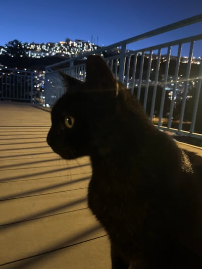 A black cat is the central subject of the image, positioned at the edge of a balcony with a metal railing. The balcony overlooks a cityscape in Puerto Rico, Spain, as indicated by the night lights of the city visible in the background. The time is dusk or night. The cat's attention seems to be directed upwards, as suggested by the angle of its head and eye. The background shows blurred building lights and a darkened sky. The deck floor beside the cat is wooden.
