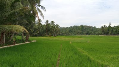 This is a photograph of a vibrant green rice paddy field in Matangkumbang, Indonesia. The field stretches across the midground and foreground of the image, with clear rows indicating cultivation. On the left side of the image, a cluster of mature palm trees with lush green fronds dominates the scene, casting shadows onto a narrow pathway bordering the paddy. In the background, a dense forest covers rolling hills, interspersed with more palm trees. The sky above is overcast with a pale, diffused light. A small, rustic wooden structure, possibly a hut or shelter, is visible in the distance within the rice field. There are no people or animals present in the image. The overall impression is one of a serene and fertile agricultural landscape.