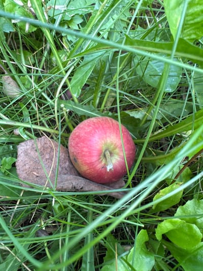 The image shows a single red apple lying on the ground in tall green grass, with a dry brown leaf underneath it. The scene appears to be in a natural outdoor setting. There are no people or animals visible in the image. The location is specified as Энергетик-2 Снт, Russia, suggesting it is likely a dacha settlement or garden community. The lighting suggests it is daytime.