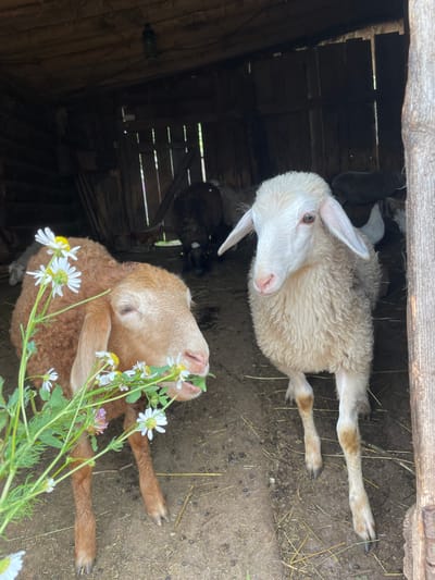 The image depicts two young sheep inside a rustic wooden structure that appears to be a barn or shed. The structure is dimly lit, with wooden planks forming the walls and ceiling. Hay and dirt are visible on the ground.
In the foreground, on the left, is a light brown sheep with its head lowered, eating from a bunch of wildflowers. The sheep has floppy ears and its fur is somewhat coarse.
To the right of the brown sheep, and slightly behind it, is a white sheep with curly wool. This sheep is looking towards the viewer with a curious expression. It has pink ears and a pink nose.
In the background, other sheep and what appear to be chickens are visible, suggesting a farm animal setting. The overall impression is a natural, agricultural environment, possibly on a farm located in the city of Сям-Можга, Russia. The lighting suggests it is daytime, but the interior of the structure is shadowed. There is no indication of human presence.