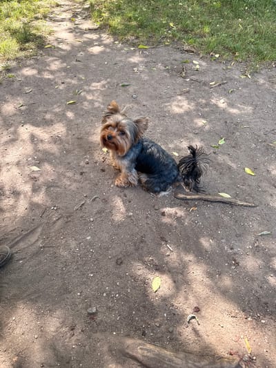 A Yorkshire Terrier sits on a dirt path in a park in Rudamina, Lithuania. The dog is facing the viewer and looking upwards. The path is surrounded by grass and trees, and there are fallen leaves scattered on the ground. The sun is shining, casting shadows on the path. A stick lies on the ground near the dog's tail. There are no people visible in the image, but a shoe is visible in the lower left corner.