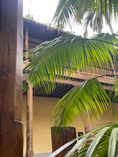 This image captures a vibrant, upward-looking view through lush green palm fronds towards a traditional building under a bright sky. The scene is dominated by two large palm fronds that arc gracefully across the frame, their fronds detailed and casting soft shadows, with some areas brightly backlit by the overhead light.
In the foreground, a sturdy, weathered wooden beam or railing runs horizontally across the bottom, showing natural wear and texture. Behind the palm foliage and the foreground wood, a building with a warm, light yellow or ochre-colored facade is visible. Distinctive architectural features include a dark wooden balcony or balustrade with intricate turned spindles, suggesting a classic or colonial style. Further back, dark wooden elements, possibly a door or window frame, are partially obscured by the leaves. Above the building wall, a weathered, dark-tiled roof with undulating lines is visible, and small green succulent plants appear to be growing on its edge.
The bright, white area in the upper left suggests a clear, sunny daytime sky. The overall impression is one of warmth and tropical or Mediterranean ambiance. No activity is depicted, and no text is visible. The architectural style aligns with what might be found in a historical location like San Cristóbal De La Laguna, Spain.