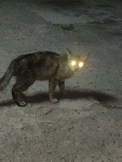 A cat with glowing yellow eyes stands on a textured, grey surface that appears to be asphalt or concrete. The cat is facing the viewer and is captured in a low-light environment. Its fur is a mix of brown and grey. A shadow of the cat is cast on the ground behind it. The background is dark and indistinct, suggesting it may be nighttime or a dimly lit area. The location is specified as Ternovka, Moldova.