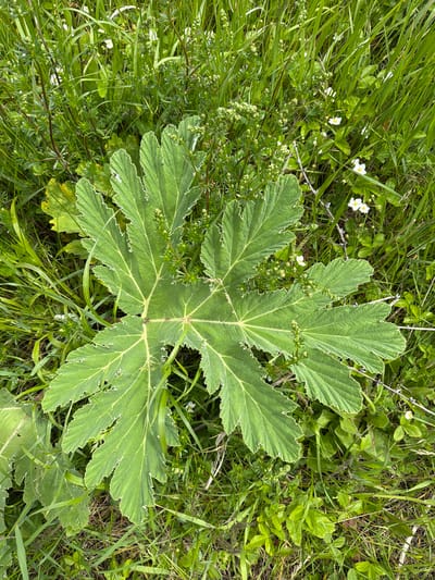 The image shows a large, light green leaf with deeply lobed edges, possibly a species of Heracleum, situated in a grassy area. The ground cover surrounding the leaf includes various grasses and small white flowers. Location is in the city of Tsodoreti, Georgia.