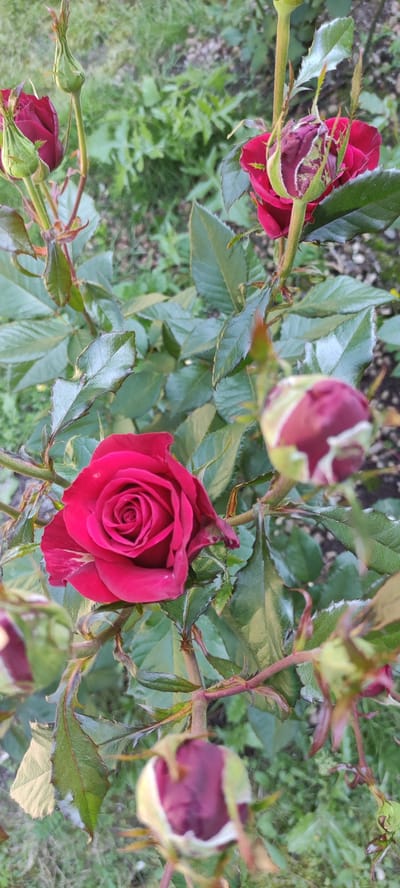 In a garden setting within Ангелово Клубная Резиденция, Russia, a close-up shot focuses on a rose bush. The primary subject is a fully bloomed, deep red rose, positioned prominently in the center-left of the frame. Its petals are tightly unfurled, revealing a complex spiral pattern at its core. Several rose buds, in various stages of development, are visible throughout the image. These buds are a mix of dark red and green, with some partially open, showcasing hints of the red petals within. The rose bush features lush green leaves, many of which have a glossy sheen. The branches are reddish-brown and appear somewhat thorny. The background is softly blurred, indicating a shallow depth of field, and consists of green foliage and hints of a gravel or soil path, suggesting a natural outdoor environment. There are no people or animals depicted in the scene. The lighting appears to be natural daylight, casting soft shadows and highlighting the textures of the petals and leaves.