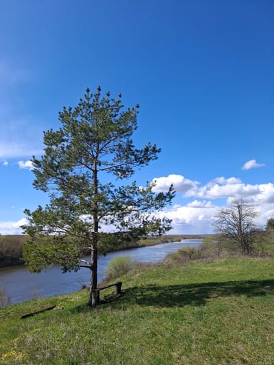 A serene natural landscape near Elets-Malanino, Russia, is captured under a bright blue sky filled with scattered, fluffy white cumulus clouds. The scene is dominated by a calm, wide river or stream that flows horizontally through the mid-ground, its surface reflecting the sky.

On the left bank of the river, a large, prominent pine tree stands tall, its dark green needles vibrant against the blue. Its trunk is visible, extending upwards from the lower left, with branches spreading widely. Near the base of this tree, on the grassy bank, a rustic wooden bench is positioned close to the water's edge.

The banks on both sides of the river are covered in lush green grass. On the right bank in the foreground, the grass is particularly vibrant, and a dark, elongated object, possibly a fallen branch or piece of wood, lies on it. In the background, across the river and further into the distance, more trees and shrubs line the horizon. Some of these distant trees appear to be bare deciduous varieties, hinting at early spring before full foliage has emerged, contrasting with the evergreen pine.

The bright daylight suggests it is late morning or early afternoon, with clear and pleasant weather. There is no specific activity taking place, lending a peaceful and tranquil atmosphere to the unspoiled natural setting. No text is visible in the image.