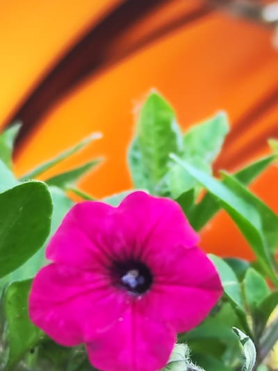 A vibrant pink petunia with a dark center is the focal point of this close-up, low-angle shot. The flower is surrounded by blurred green foliage. In the background, a large, out-of-focus orange object with dark curved markings dominates the upper portion of the frame. This suggests the petunia is placed against a decorative element or possibly part of an outdoor structure. There are no people or animals visible in the image, and no context is provided to determine its specific location within the city of Chaikovsky, Russia.