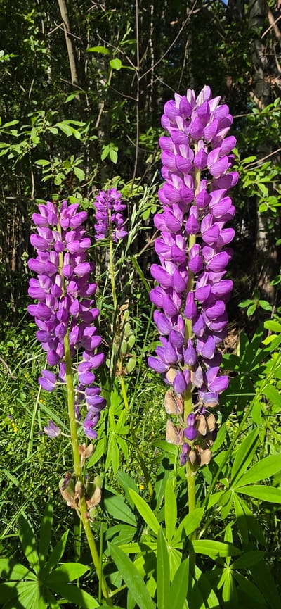 Two tall, vibrant purple lupine flowers dominate the foreground of this natural scene, bathed in bright sunlight. The flowers are in full bloom, with numerous individual blossoms forming dense spikes. Behind the lupines, lush green foliage, including grass and leaves, creates a textured background. Further in the distance, darker green leaves and branches of trees form a dense backdrop, suggesting a wooded area. The overall environment appears to be a natural, outdoor setting, likely a garden or a wild area on the outskirts of Электротехник Снт, Russia. There are no people or animals visible in the image. The focus is entirely on the lupine flowers and their natural surroundings.