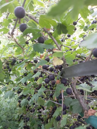 This media file captures a close-up, low-angle view of a gooseberry bush laden with dark purple berries and green leaves. The berries are clustered along the branches, with many ripe and ready for harvest. The leaves are vibrant green, some showing signs of the season with hints of yellow and brown. The branches of the bush are thick and woody, forming a dense network that supports the fruit. In the background, the foliage becomes a blur of green and light, suggesting an outdoor setting, possibly a garden or a field. The lighting appears to be natural daylight, with bright highlights and shadows indicating a sunny or partly cloudy day. The scene is rich with detail, emphasizing the texture of the berries and the veins of the leaves. There are no people visible in the frame, and no text is present. The overall impression is one of abundance and natural beauty, showcasing a bountiful harvest from a rural Ukrainian location.