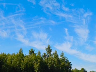 The image depicts a clear, bright blue sky with wispy white cirrus clouds stretched across it. Below the sky, a dense line of green trees forms the lower portion of the frame. The trees are a mix of deciduous and coniferous types, with varied textures and shades of green, indicating a natural, possibly rural or park-like setting. The scene is devoid of any human presence, structures, or visible signs of urban activity, suggesting it was captured in an open, natural environment outside of the immediate vicinity of Skrunda-1, Latvia, though the broader region is characterized by forests and open skies.