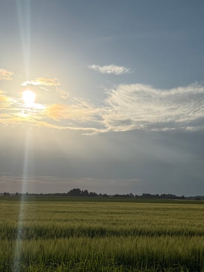 The image depicts a rural landscape, likely a wheat field, under a bright, slightly hazy sky. The sun is visible in the upper left corner, casting a strong glare and visible light rays. The field is green and appears to be in early growth stages, with rows of crops stretching towards a distant tree line. The tree line forms a dark silhouette against the horizon, suggesting a dense collection of trees. The sky is a mix of blue and grey clouds, with some wispy formations illuminated by the sun. The overall impression is of a peaceful, natural setting, possibly at dusk or dawn given the quality of light. The image is taken from a ground-level perspective.
