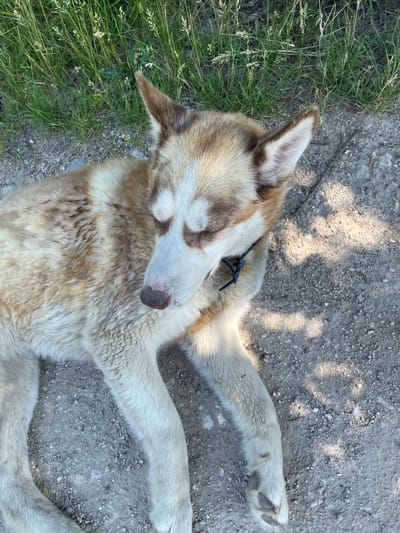 A light brown and white husky is lying on a gravel surface next to a patch of green grass in Velyka Berezovytsia, Ukraine. The dog's eyes are closed, and it appears to be resting. The ground is covered with small stones and dirt, and there are some patches of sunlight and shadow. The grass is tall and appears to be growing wild. A black collar is visible around the dog's neck.