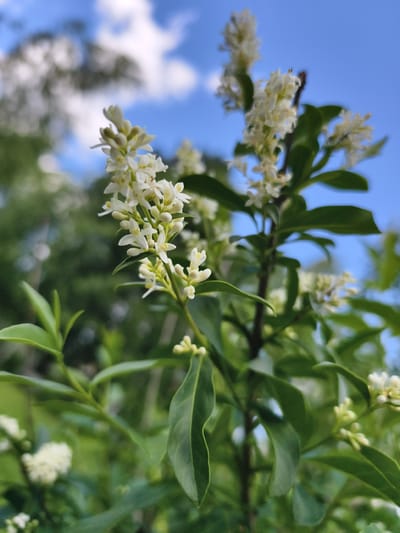 The image shows a close-up of a flowering plant with small white blossoms and green leaves, set against a blurred background of green foliage and a blue sky with white clouds. The flowers are clustered together on thin stems, with some buds still closed. The focus is on the plant, with the background being out of focus. No people or specific landmarks are visible, so the location in Malaya Shil'na, Russia, cannot be determined from the image alone.