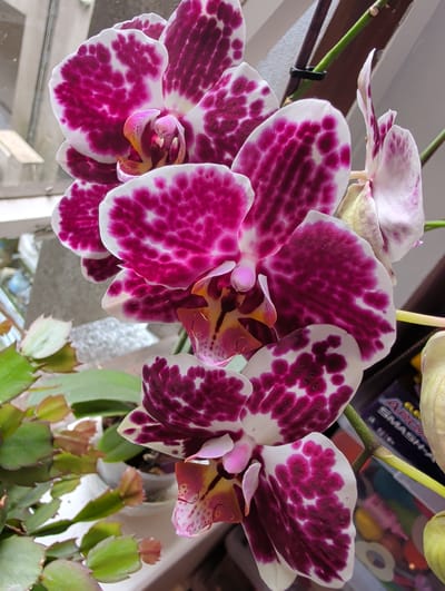 An indoor, close-up, eye-level shot shows a spray of Phalaenopsis orchids in bloom, featuring prominent white petals with striking fuchsia speckles and veins. The flowers are arranged on a green stem, with some buds visible. The background is softly blurred, revealing elements of an indoor environment including a window, some greenery from another plant, and a box with colorful packaging. There are no people present in the image. This scene is likely located in a residence in Waterford, Ireland, where such houseplants are common.