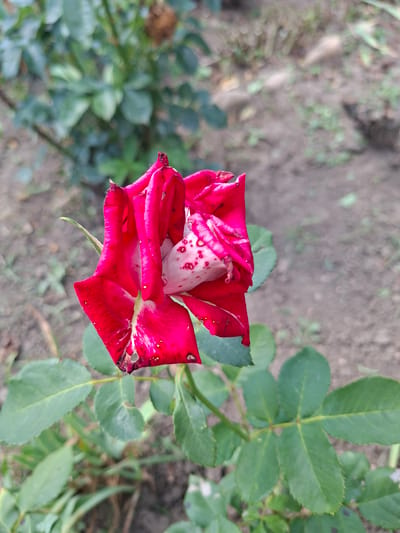 An outdoor, eye-level, medium shot captures a partially bloomed red rose with white speckles in its petals. The rose is positioned towards the left and center of the frame, with its stem and leaves extending downwards and to the right. The background consists of soft-focus green foliage and brown, dry earth, suggesting a garden or natural environment. No people are present in the image. The lighting is natural daylight, and the focus is sharp on the rose, while the background is blurred. The location in the city of Gorkovskiy, Russia, is not visually ascertainable from the image itself.