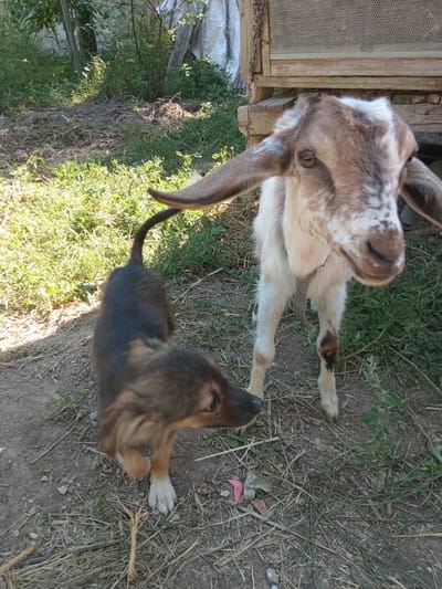 A young brown and white goat stands in a dirt and grass yard. A small brown puppy stands to the left of the goat, facing away from the camera. The goat is looking towards the camera. In the background, there is a wooden structure with a metal grate. The environment appears to be rural, consistent with a location in Cotiujenii Mari, Moldova.