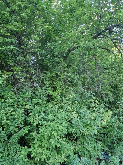 The image displays a dense, lush green foliage of trees and bushes. The leaves are varied in shape and size, creating a textured appearance. Some branches are visible, intermingling with the leaves, suggesting a natural outdoor setting. The lighting indicates it is daytime, with sunlight filtering through the leaves, creating dappled patterns. The overall scene evokes a sense of abundance and natural growth. There are no discernible people or specific objects apart from the vegetation, and no text is visible. The context provided places this scene in Kashgar City, China.