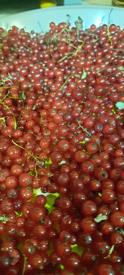 The image is a close-up, vertically oriented shot of a large pile of fresh red currants. The berries are small, round, and a vibrant red color, clustered together on thin stems. Some dried leaves and stems are interspersed with the berries. The lighting suggests an indoor setting, with a bright, possibly artificial light source causing reflections on the shiny surface of the currants. The background is blurred, showing hints of a light blue and yellow. There are no people or animals present in the image, and no specific environmental features are discernible beyond what is expected for displaying harvested berries. There is no information in the image to indicate it is located in Borogontsy, Russia.