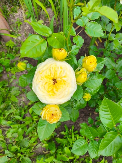 A close-up, overhead shot captures a blooming yellow rose with a tightly packed, ruffled center and lighter yellow outer petals. Surrounding the main bloom are several yellow rose buds in various stages of development, some tightly closed and others beginning to unfurl. The rose bush displays lush green leaves, some with serrated edges, glistening with water droplets, suggesting recent rain or watering. The background consists of dark soil and more green foliage, hinting at a garden setting. The image does not depict the city of Dolzhikovo, Russia, or any specific urban features.