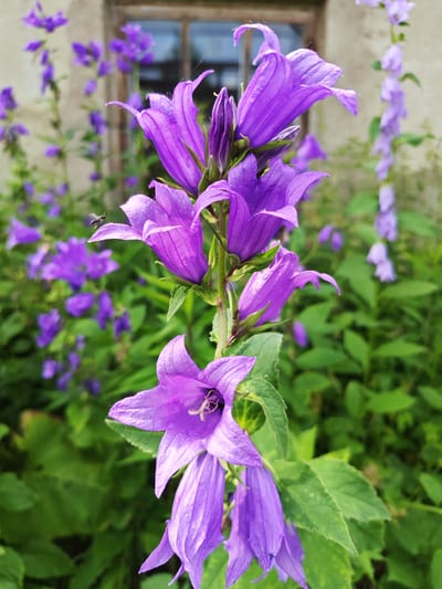 A close-up shot showcases a cluster of vibrant purple bellflowers in the foreground, with a weathered building and a window visible in the blurred background. The bellflowers are in various stages of bloom, with some fully open and others still developing. A tiny insect, possibly a bee, is captured mid-flight near one of the flowers, suggesting activity within this natural setting. The overall environment appears to be an outdoor space, likely a garden or natural area, with lush green foliage surrounding the flowers. The scene suggests a moment of natural beauty and the presence of wildlife interacting with the flora. The location is identified as Ичетовкины, Russia, indicating a specific geographic context for this observation.