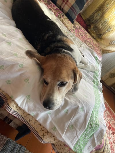 A brown, black, and white beagle dog is lying on a white sheet with green floral patterns. The dog is positioned on its side with its head resting on the sheet, facing towards the left of the frame. Its eyes are partially closed, and its ears are relaxed. The background consists of a bed with various patterned blankets and pillows, including plaid and floral designs in colors like red, yellow, pink, and blue. The floor, visible at the bottom left, appears to be made of wood and has a rug with blue and grey stripes. The scene is indoors, likely in a bedroom. The image was captured from a high angle looking down at the dog.