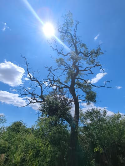 The image depicts a view from below, looking up at a tall, bare-branched tree silhouetted against a bright blue sky. The sun is prominently positioned in the upper left quadrant, emitting strong rays and lens flare. Scattered white clouds are visible in the sky. The lower portion of the image shows dense green foliage, indicating a natural or overgrown environment. The scene is consistent with an outdoor setting, likely a park, forest, or a rural area. The location is identified as Kozare, Bulgaria. There are no people or animals visible in the image.