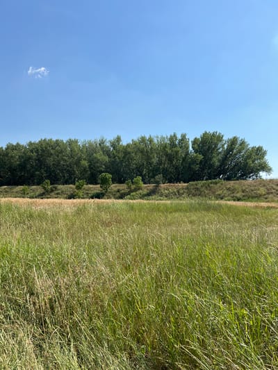 The image shows a natural landscape with a clear blue sky and a single wispy cloud. A dense line of green trees runs vertically along the left side of the image, with a grassy field to the right. The trees are tall and appear to form a boundary or edge to the field. The grass in the field is tall and appears somewhat dry in places, suggesting it might be late summer or early autumn. The lighting indicates it is daytime, likely mid-morning or afternoon, with the sun casting a bright light on the scene. The overall impression is one of a peaceful, rural setting. There are no people or objects visible in the image, and no text is present. The location context is Indiya, Moldova.