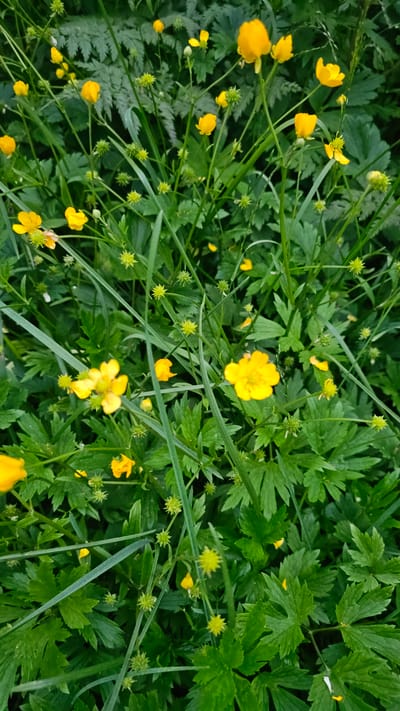 A medium-shot photograph captures a dense cluster of wild yellow buttercups and green foliage. The buttercups, with their bright yellow petals and small, spiky seed heads, are scattered throughout the frame, some in full bloom and others as developing buds. The leaves are a vibrant green, with a fern-like quality in the background and a more dissected, serrated texture on the plants closer to the foreground. Long, thin blades of grass crisscross the scene, adding to the natural, wild appearance. The overall impression is one of lush, untamed nature. The image does not contain any people or human-made objects. The scene is likely a meadow, field, or forest edge in the natural environment of Ust’-Bol’sheretsk, Russia.