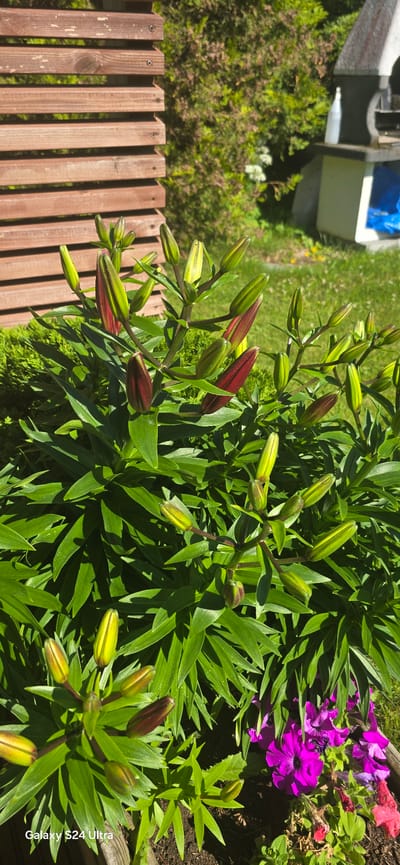 This is a vertical, eye-level, outdoor, daytime, close-up photograph of lily buds in various stages of development, situated in a garden setting. The lily plant features numerous green, pointed buds, some of which are tinged with deep red. The plant's lush green leaves form a dense foliage base. In the lower right corner, a cluster of vibrant purple petunia flowers adds a contrasting color. In the background, to the left, a portion of a brown wooden fence or slatted screen is visible, positioned at an angle. Behind the fence and the lily plant, a green lawn and a dense evergreen shrub or tree can be seen. Further in the background, a barbecue grill with a white bottle on top and a blue tarp is present, suggesting a backyard or patio area. The overall environment appears to be a well-maintained garden on a sunny day. No people or specific actions are depicted. The location is identified as Hyvinkää, Finland.