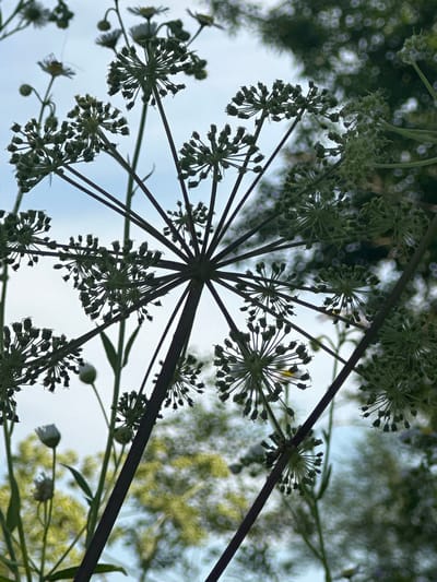 This media file is a close-up, low-angle, outdoor photograph of dark green plants against a bright sky. The plants are the dominant subjects, appearing as intricate, starburst-like clusters of small buds or seed heads. These clusters are attached to thin, dark stems that radiate outwards from a central point, creating a delicate, skeletal appearance. Some of the smaller seed heads are clearly visible and detailed, while others are softer and more out of focus in the background. Interspersed with the larger seed clusters are a few small white flowers, some of which appear to be in the process of blooming, while others are fading. The overall impression is of a natural, botanical subject, captured in a way that emphasizes its geometric patterns and delicate structure.
The lighting suggests it is daytime, likely overcast or with the sun behind the clouds, as the sky is uniformly bright and the shadows are soft. The background shows blurred greenery, possibly trees or other vegetation, indicating an outdoor setting in a natural or semi-natural environment. There are no people, man-made objects, or text visible in the image. The focus is entirely on the details of the plant's structure and its relationship with the sky. The scene evokes a sense of natural beauty and intricate design. The location context of Khlypnivka, Ukraine, places this natural scene within a specific geographical area.