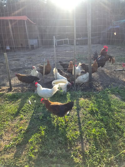 This image depicts a flock of chickens in an outdoor enclosure, likely a chicken coop or run. The scene is set in a grassy area with some dirt patches, suggesting a rural or backyard setting. The sun is shining brightly, casting strong shadows and creating lens flare on the left side of the image, indicating it is daytime, likely late afternoon or early morning due to the angle of the light.
Several chickens are visible within the wire mesh fence. Prominently featured is a rooster with a dark body and a bright red comb and wattle. Other chickens are a mix of white, brown, and speckled varieties. Some are pecking at the ground, while others are gathered near a white bucket. The chickens appear to be in good health and are actively moving around the enclosure.
The fence is a significant element, dividing the foreground from the background. Through the fence, the background is somewhat obscured by glare and shadow, but it appears to be a more shaded area with some structures that could be part of the coop or other farm buildings. The overall impression is of a peaceful, agricultural environment during a sunny day. There is no visible text in the image.