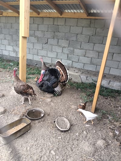 The image depicts an outdoor enclosure, likely a coop or pen, with a backdrop of cinder block walls and a corrugated metal roof supported by wooden beams. The ground is dirt and gravel, with sparse patches of green vegetation.
The primary subjects are several birds. In the center, a large male turkey with iridescent black and bronze plumage is standing, fanned out its tail feathers. To its left, a smaller, brown turkey is also visible. Another brown turkey stands to the left of the male turkey, facing left. In the foreground, to the right, a white chick is pecking at the ground, and a smaller, brown and black chick is standing behind it.
Several objects are scattered on the ground: a long, rectangular metal feeder filled with grain, two shallow circular dishes – one containing water and the other appearing empty or filled with dirt – and a dried twig.
The scene suggests a farm or rural setting in Kürşım, Kazakhstan. The lighting indicates it is daytime, likely clear given the absence of rain or overcast skies. The overall atmosphere is naturalistic, capturing a moment of daily life for these farm animals. There is no visible text in the image.