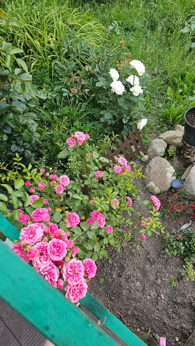 This is a medium-shot, eye-level, top-down view of a garden in Nemėžis, Lithuania. The scene is dominated by lush green foliage and two varieties of roses. On the left, a bush of white roses is in bloom, with several fully opened flowers and buds. To the right, a dense bush of bright pink roses is covered in numerous clusters of flowers, from buds to fully opened blooms. The roses are vibrant and full of life, suggesting a warm, sunny day.
The garden setting includes a patch of dark, disturbed soil on the right side, hinting at recent planting or gardening activity. There are several large, weathered grey stones scattered near the roses, with a small solar-powered garden light nestled between them. A small, rustic wooden fence segment is visible behind the white roses. In the upper left corner, the edge of a dark pot containing soil can be seen, and further to the left, tall, green grass and other leafy plants create a wilder, more natural border. The foreground is occupied by the bright green, weathered wooden railing of what appears to be a deck or porch, adding a man-made element to the natural scene.
The overall impression is one of a thriving, colorful garden, likely in the late spring or summer. The clear lighting suggests it is daytime, and the overall atmosphere is peaceful and serene, showcasing the beauty of nature and home gardening. There is no visible text in the image.