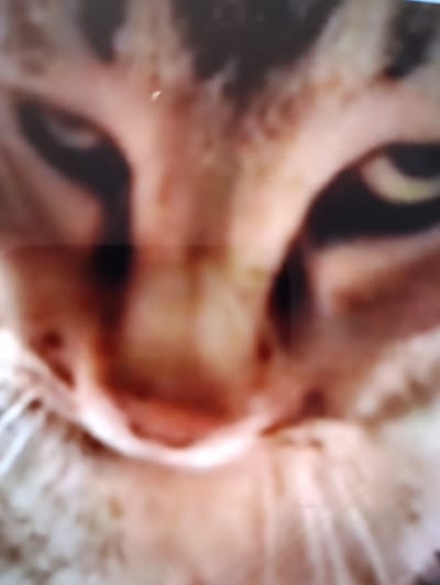 The image is a highly blurred, close-up shot of a cat's face. The cat appears to have tabby markings. The background is indistinct. There is no discernible location or context provided within the image.