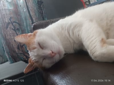 A close-up, horizontal shot shows a white cat with orange markings sleeping. The cat is lying on its side on a dark brown, possibly leather surface, with its head resting on its paws. Its eyes are closed, and its nose is slightly pink. The background features a curtain with a patterned design in shades of blue, teal, and brown, with hints of darker vertical lines.
The image has a timestamp in the bottom right corner: "17.06.2026 15:14", suggesting it was taken in the afternoon. In the bottom left corner, text reads "REDMI NOTE 12S", indicating the device used to capture the photo. The overall mood is peaceful and tranquil, depicting a moment of rest for the animal. The setting appears to be indoors, likely a home, given the presence of a curtain and a comfortable resting place for the cat. There are no people visible in the image.