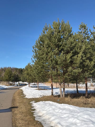 In Bezborodovo, Russia, a park-like outdoor scene is depicted under a clear blue sky. A dark grey paved path curves from the lower-left foreground towards the center-left background. Along the right side of the path, patches of melting, uneven snow are visible on brown, dormant grass. A dense line of mature pine trees with dark green needles borders the right side of the path, extending into the mid-ground and background. Further in the background, a forest consisting of both evergreen and bare deciduous trees is present. One individual, dressed in dark clothing and carrying a light-colored backpack, walks away from the viewer on the paved path in the mid-ground. A small piece of light-colored litter is present on the brown grass beneath the pine trees on the right side of the image. The scene is illuminated by direct sunlight, indicating daytime conditions consistent with late winter or early spring.