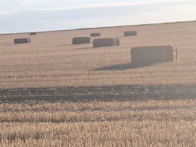 In the city of Vyšné Nemecké, Slovakia, a sunlit field is populated with rectangular hay bales. The field, likely harvested, displays rows of stubble. The sky above is a pale blue with thin white clouds. The bales are scattered across the landscape, some in clusters and others isolated, appearing as brown rectangular prisms. The lighting suggests it is either morning or late afternoon, casting soft shadows. The scene is serene and rural.