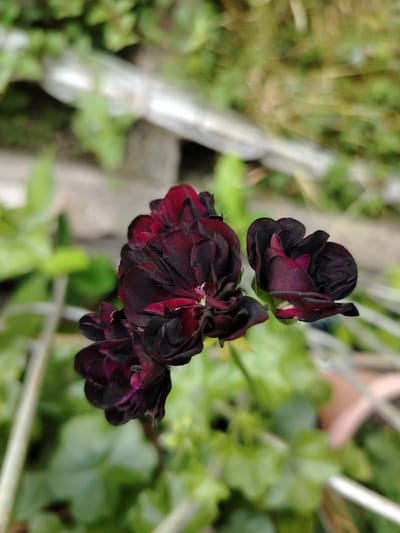 The image shows a cluster of dark red to black geranium flowers in focus, with a blurred green leafy background. The flowers appear to be in a garden setting, with hints of stone and possibly some wooden elements in the background. There are no people or animals visible in the image. The lighting suggests it is daytime. The specific location in the city of Shaki, Azerbaijan, cannot be determined from the visual information provided in the image.