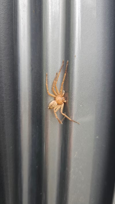 A light brown spider is clinging to a corrugated metal surface, likely a wall or a bin, in an urban setting. The spider's legs are splayed out, and its body is positioned horizontally on the textured, reflective surface. The background consists of vertical metallic ridges, suggesting an outdoor or industrial environment. The specific location in Chimay, Belgium, is unknown.