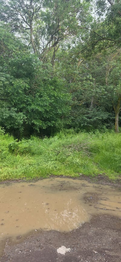 The image depicts a muddy puddle on a dirt road adjacent to a grassy verge and a dense green forest or woodland area. The puddle's surface reflects the trees above. The dirt road has a rough, uneven texture. The location is purportedly in or near the city of Polyanovo, Bulgaria.